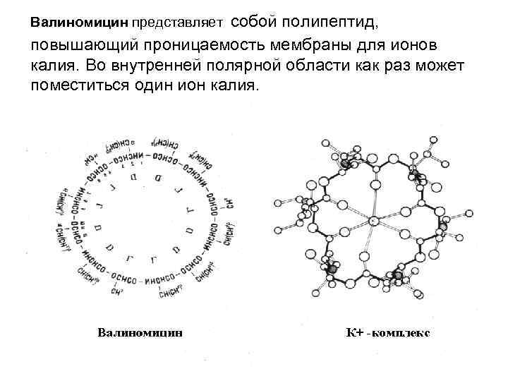 Валиномицин представляет собой полипептид, повышающий проницаемость мембраны для ионов калия. Во внутренней полярной области