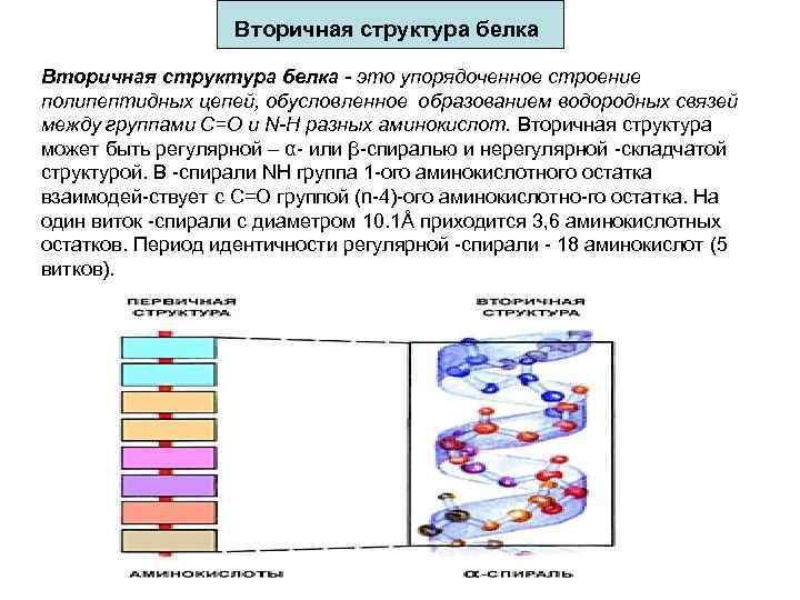 Вторичная структура белка - это упорядоченное строение полипептидных цепей, обусловленное образованием водородных связей между