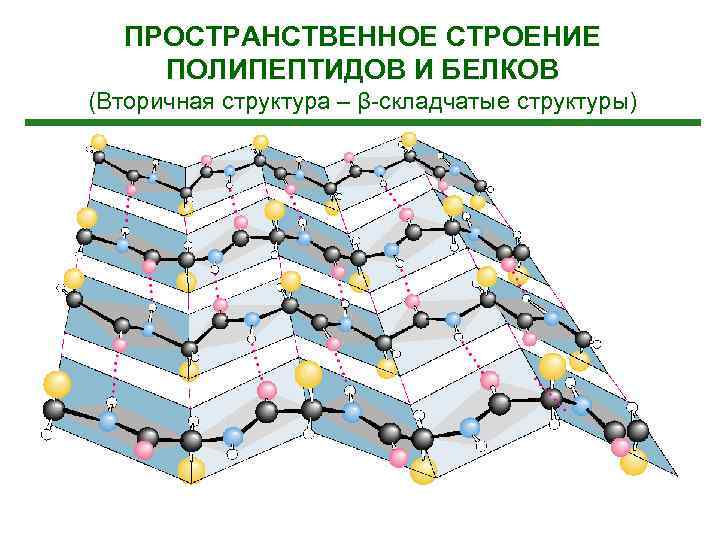 ПРОСТРАНСТВЕННОЕ СТРОЕНИЕ ПОЛИПЕПТИДОВ И БЕЛКОВ (Вторичная структура – β-складчатые структуры) 