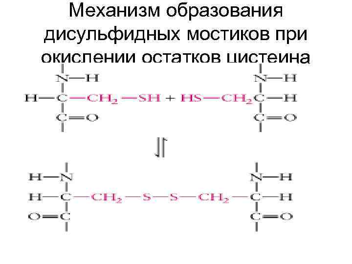 Механизм образования дисульфидных мостиков при окислении остатков цистеина 