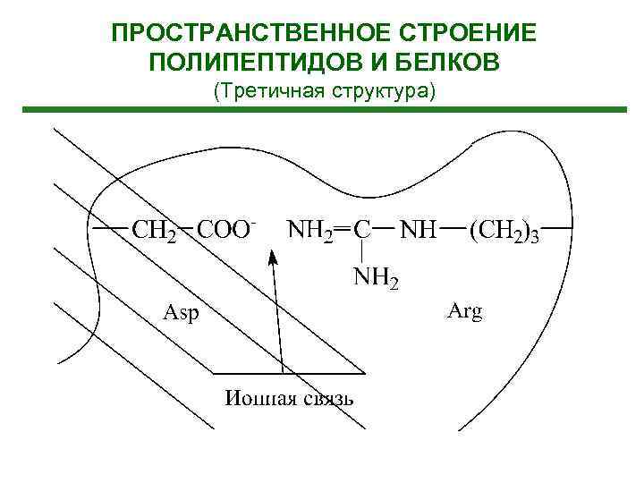 ПРОСТРАНСТВЕННОЕ СТРОЕНИЕ ПОЛИПЕПТИДОВ И БЕЛКОВ (Третичная структура) 