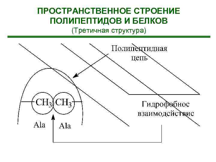 ПРОСТРАНСТВЕННОЕ СТРОЕНИЕ ПОЛИПЕПТИДОВ И БЕЛКОВ (Третичная структура) 