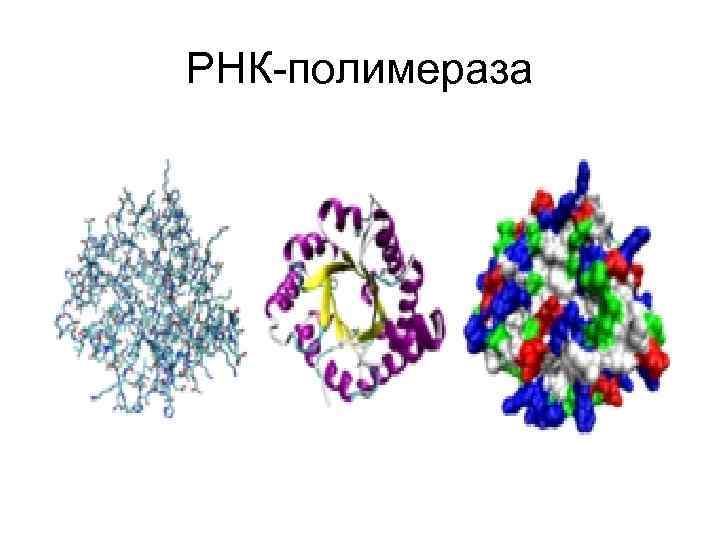 РНК-полимераза 