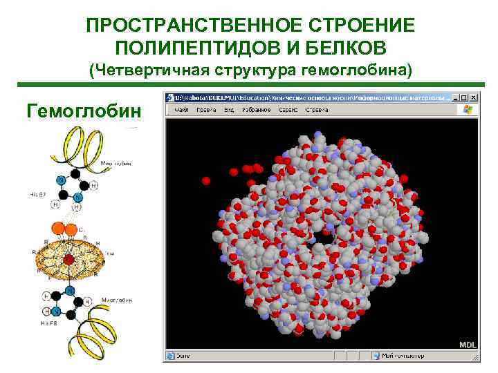 ПРОСТРАНСТВЕННОЕ СТРОЕНИЕ ПОЛИПЕПТИДОВ И БЕЛКОВ (Четвертичная структура гемоглобина) Гемоглобин 
