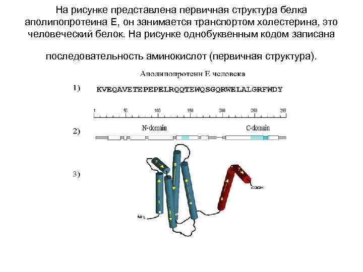 На рисунке представлена первичная структура белка аполипопротеина Е, он занимается транспортом холестерина, это человеческий