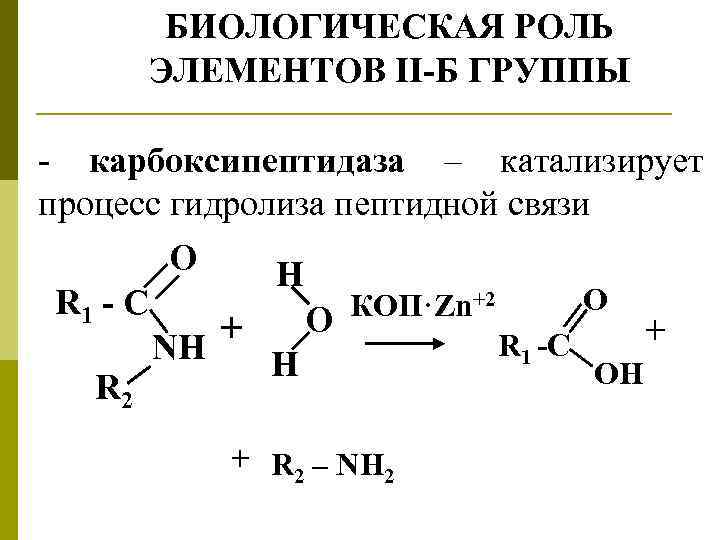 БИОЛОГИЧЕСКАЯ РОЛЬ ЭЛЕМЕНТОВ II-Б ГРУППЫ - карбоксипептидаза – катализирует процесс гидролиза пептидной связи O