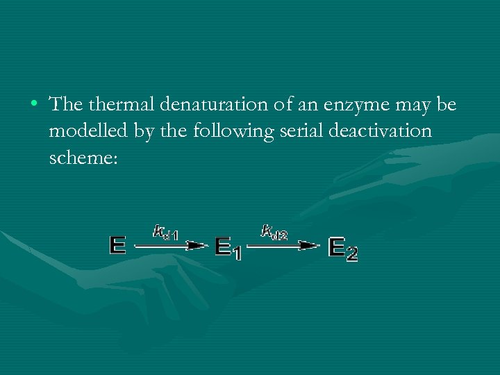  • The thermal denaturation of an enzyme may be modelled by the following