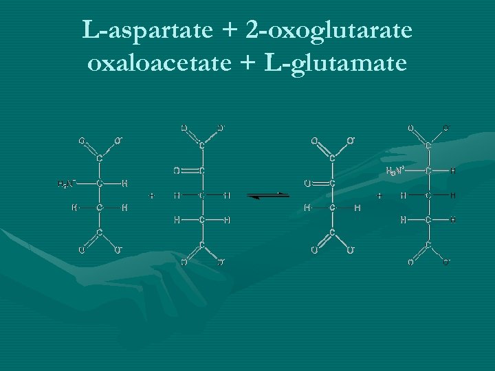 L-aspartate + 2 -oxoglutarate oxaloacetate + L-glutamate 