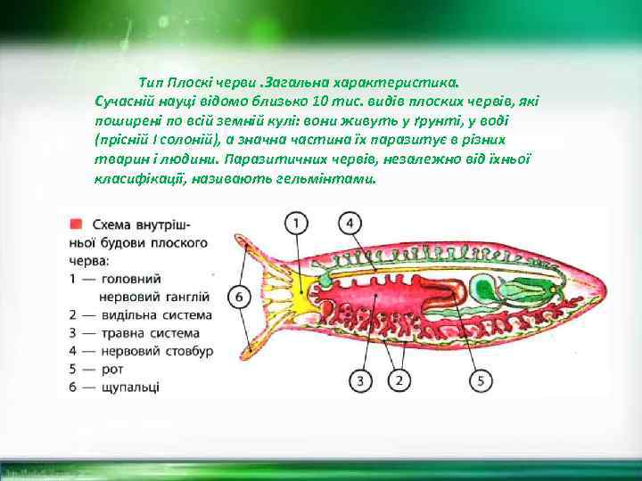 Тип Плоскі черви. Загальна характеристика. Сучасній науці відомо близько 10 тис. видів плоских червів,