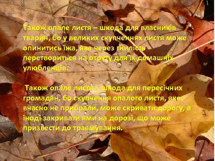 Також опале листя – шкода для власників тварин, бо у великих скупченнях листя може