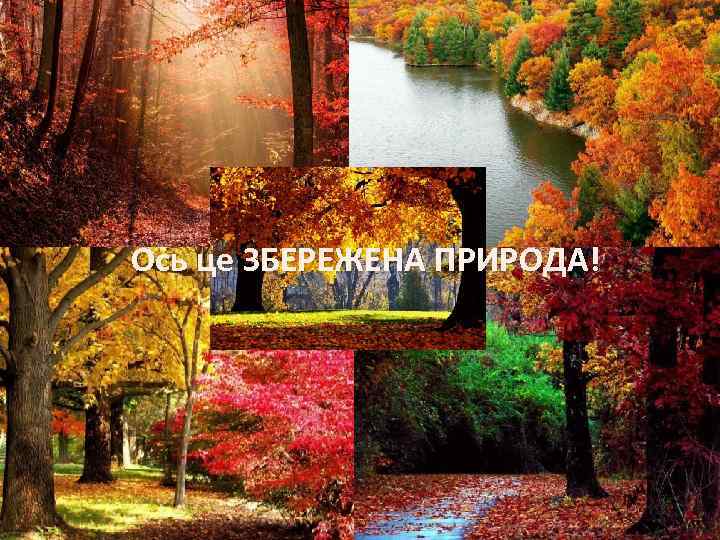 Ось це ЗБЕРЕЖЕНА ПРИРОДА! 