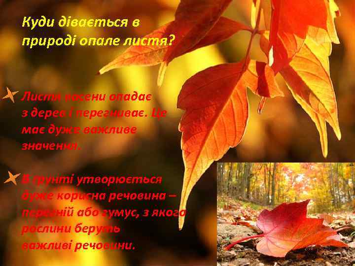 Куди дівається в природі опале листя? Листя восени опадає з дерев і перегниває. Це