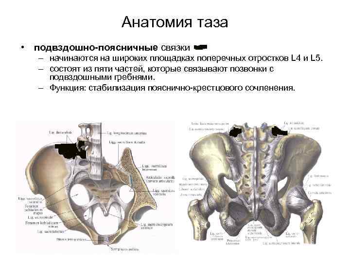 Образование подвздошной кости. Тазовая кость гребень подвздошной кости. Подвздошный гребень анатомия. Строение подвздошной кости кт. Анатомия подвздошной кости кт.