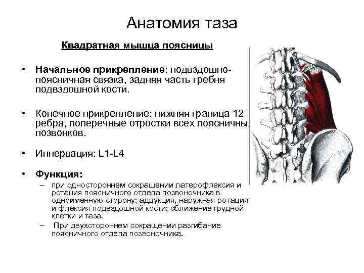 Квадратная мышца латынь. Большая поясничная мышца анатомия функции. МФР квадратной мышцы поясницы. Подвздошная мышца иннервация. Большая поясничная мышца анатомия прикрепление.