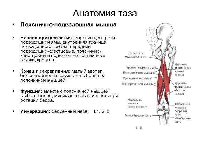 Начало и прикрепление мышц. Подвздошно-поясничная мышца функции. Подвздошно-поясничная мышца крепление. Подвздошно поясничная мышца поясницы функции. Подвздошно-поясничная мышца функции и прикрепление.