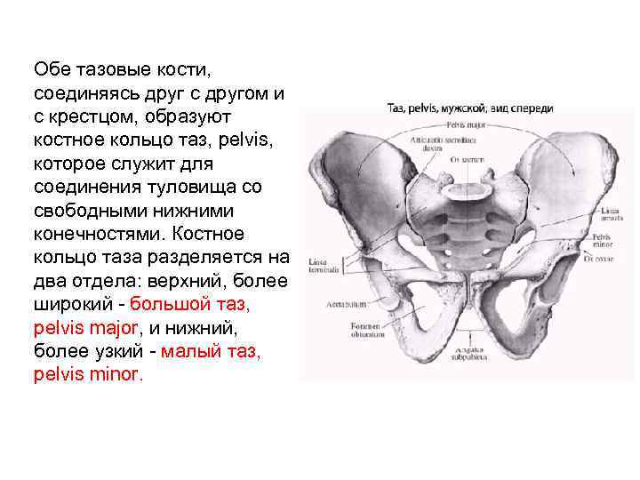 Кости таза сколько