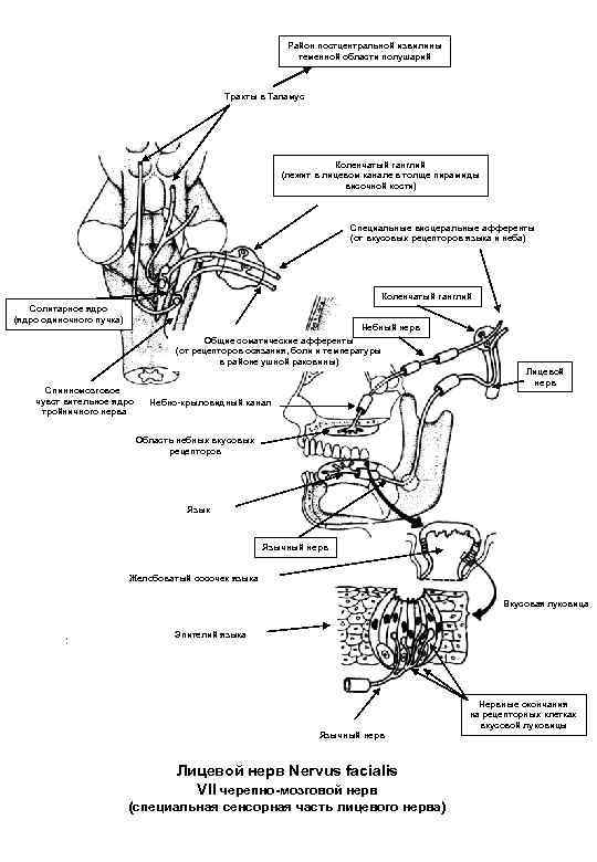 Район постцентральной извилины теменной области полушарий Тракты в Таламус Коленчатый ганглий (лежит в лицевом