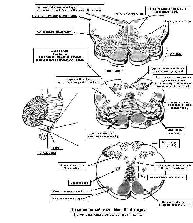 Медиальный продольный пучок (соединяет ядра III, IV, VI, XI, VIII нервов с Сп. мозгом)