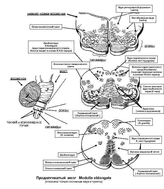 Ядра ретикулярной формации (часть) НИЖНИЕ НОЖКИ МОЗЖЕЧКА Вестибулярные ядра (часть) Оливо-мозжечковый тракт Двойное ядро