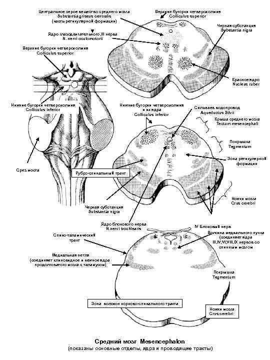 Центральное серое вещество среднего мозга Substantia griseus centralis (часть ретикулярной формации) Верхние бугорки четверохолмия