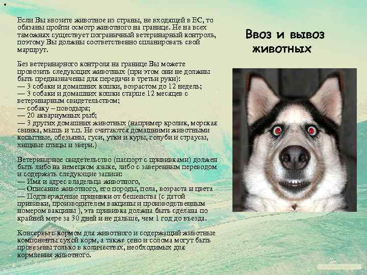  • Если Вы ввозите животное из страны, не входящей в ЕС, то обязаны