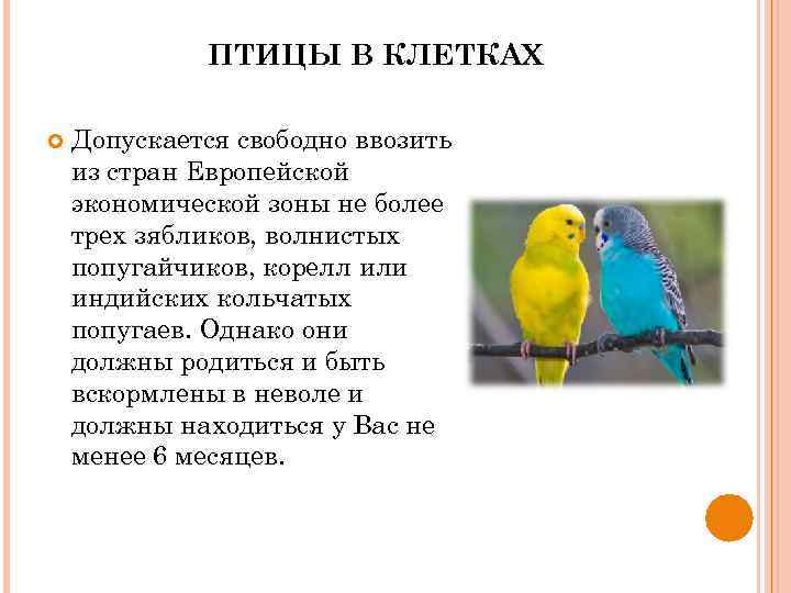 ПТИЦЫ В КЛЕТКАХ Допускается свободно ввозить из стран Европейской экономической зоны не более трех