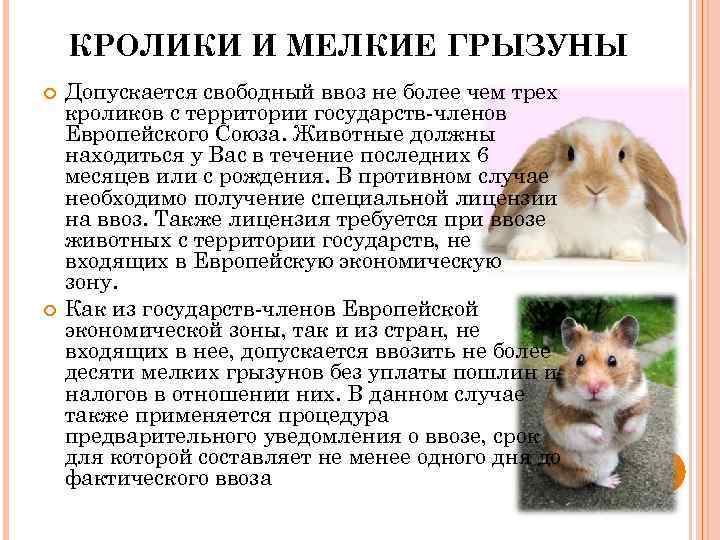 КРОЛИКИ И МЕЛКИЕ ГРЫЗУНЫ Допускается свободный ввоз не более чем трех кроликов с территории