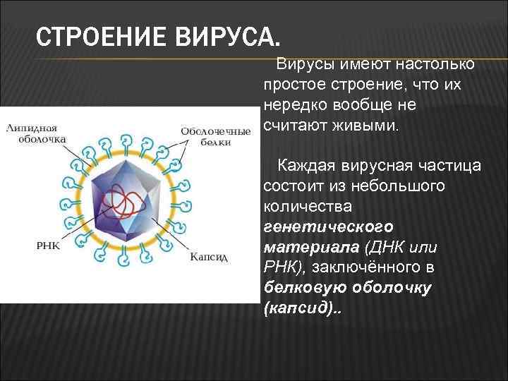СТРОЕНИЕ ВИРУСА. Вирусы имеют настолько простое строение, что их нередко вообще не считают живыми.