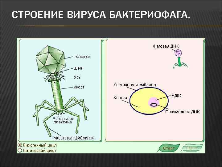 СТРОЕНИЕ ВИРУСА БАКТЕРИОФАГА. 