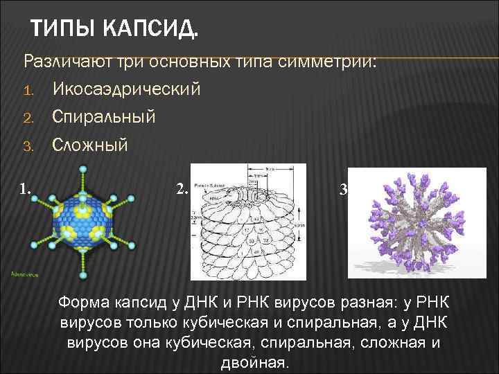 ТИПЫ КАПСИД. Различают три основных типа симметрии: 1. Икосаэдрический 2. Спиральный 3. Сложный 1.