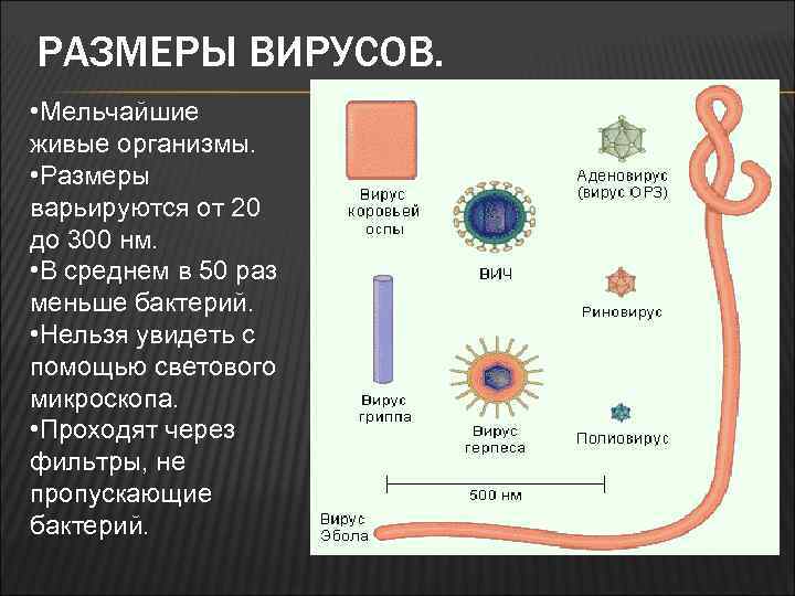 РАЗМЕРЫ ВИРУСОВ. • Мельчайшие живые организмы. • Размеры варьируются от 20 до 300 нм.