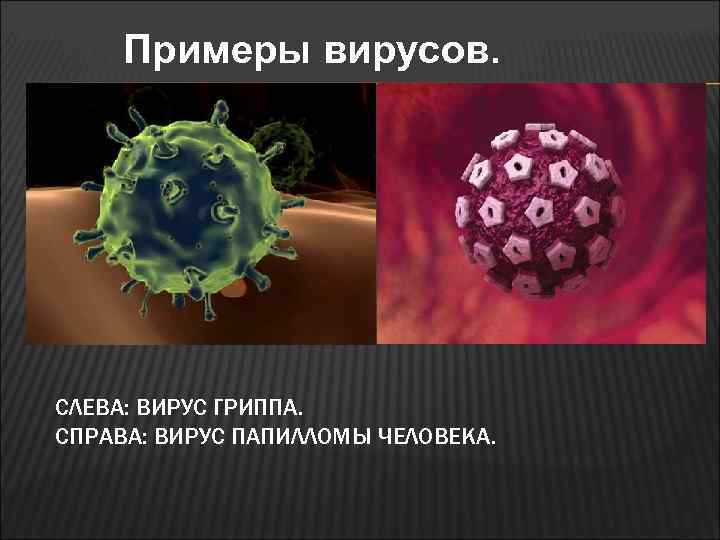 Примеры вирусов. СЛЕВА: ВИРУС ГРИППА. СПРАВА: ВИРУС ПАПИЛЛОМЫ ЧЕЛОВЕКА. 