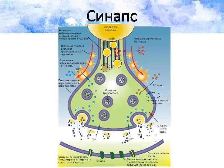 Синапс 