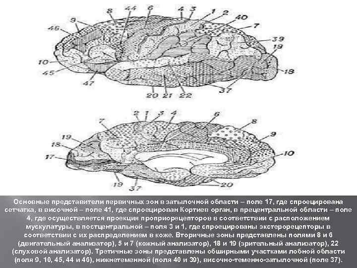 Основные представители первичных зон в затылочной области – поле 17, где спроецирована сетчатка, в