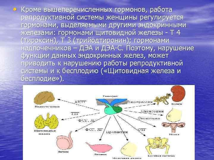  • Кроме вышеперечисленных гормонов, работа репродуктивной системы женщины регулируется гормонами, выделяемыми другими эндокринными