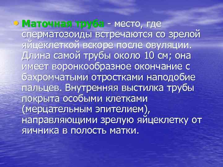  • Маточная труба - место, где сперматозоиды встречаются со зрелой яйцеклеткой вскоре после