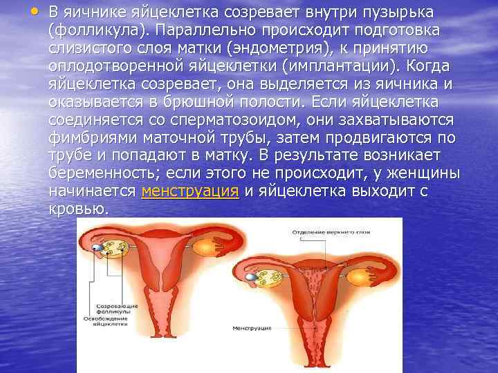  • В яичнике яйцеклетка созревает внутри пузырька (фолликула). Параллельно происходит подготовка слизистого слоя