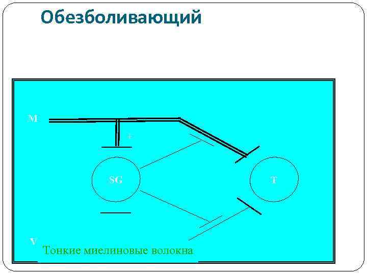 Обезболивающий M + SG V Тонкие миелиновые волокна T 