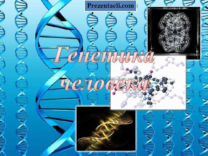 Prezentacii. com Генетика человека 