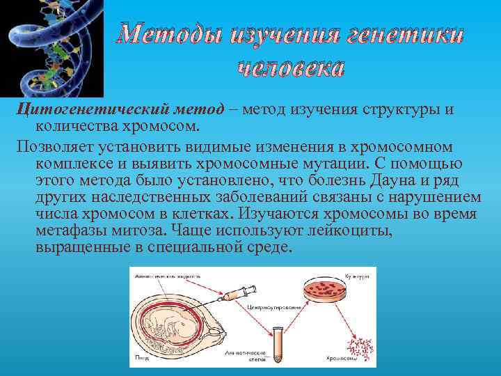 Методы изучения генетики человека Цитогенетический метод – метод изучения структуры и количества хромосом. Позволяет