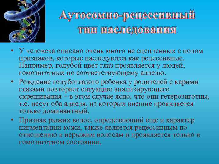 Аутосомно-рецессивный тип наследования • У человека описано очень много не сцепленных с полом признаков,