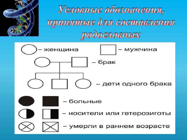 Условные обозначения, принятые для составления родословных 