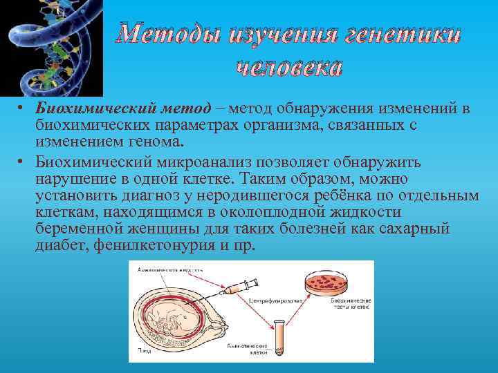 Методы изучения генетики человека • Биохимический метод – метод обнаружения изменений в биохимических параметрах