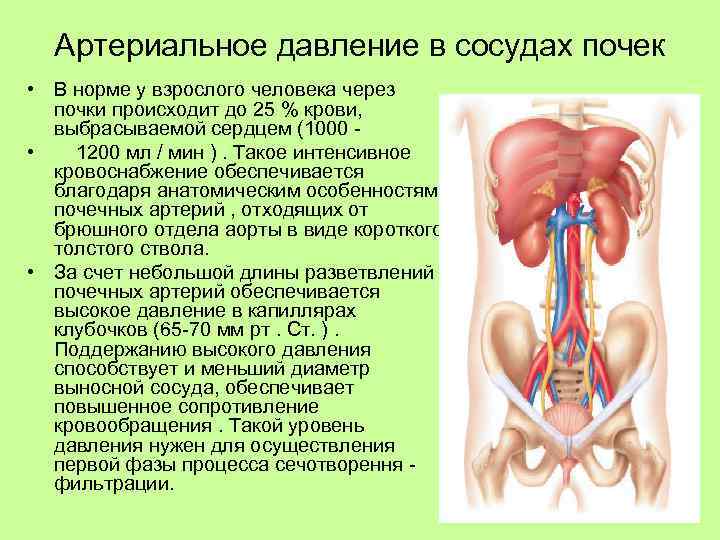 Артериальное давление в сосудах почек • В норме у взрослого человека через почки происходит