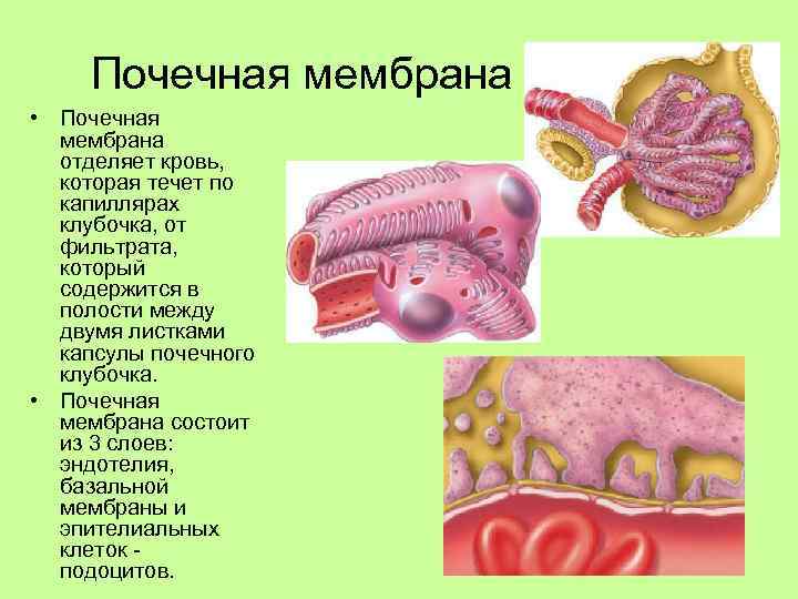 Почечная мембрана • Почечная мембрана отделяет кровь, которая течет по капиллярах клубочка, от фильтрата,