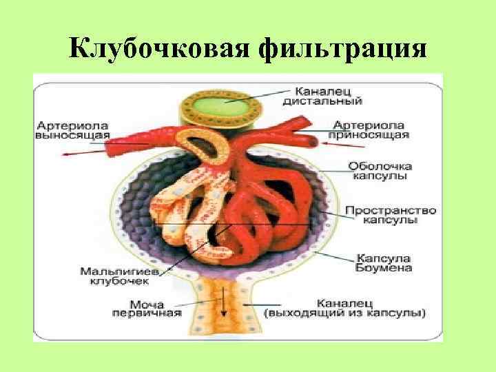 Клубочковая фильтрация 