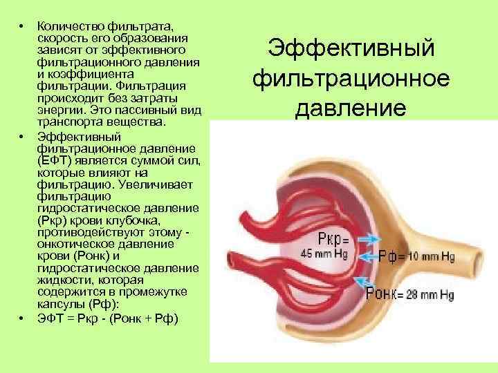  • • • Количество фильтрата, скорость его образования зависят от эффективного фильтрационного давления