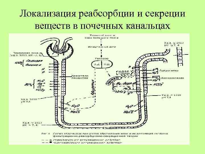 Локализация реабсорбции и секреции веществ в почечных канальцах 