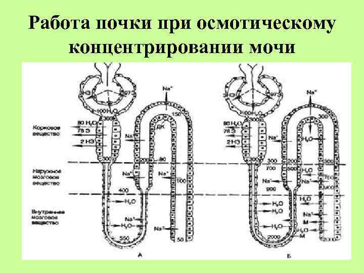 Работа почки при осмотическому концентрировании мочи 