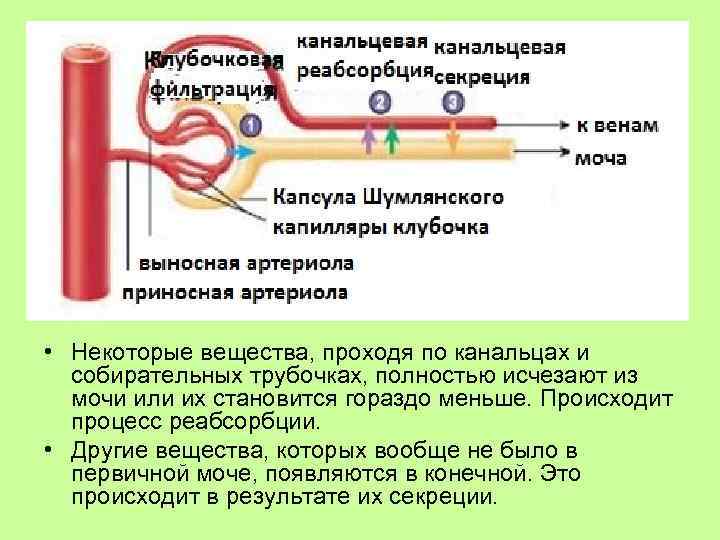  • Некоторые вещества, проходя по канальцах и собирательных трубочках, полностью исчезают из мочи